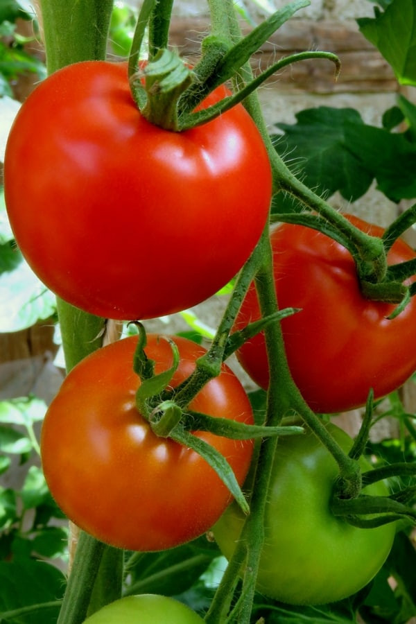 Tomato A Fruit Or Vegetable
 Is a Tomato a Fruit or Ve able