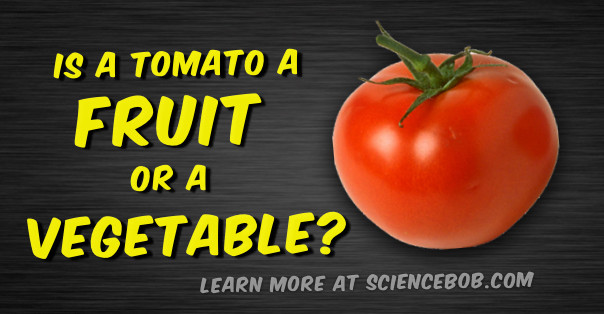 Tomato A Fruit Or Vegetable
 Is a tomato a fruit or a ve able ScienceBob