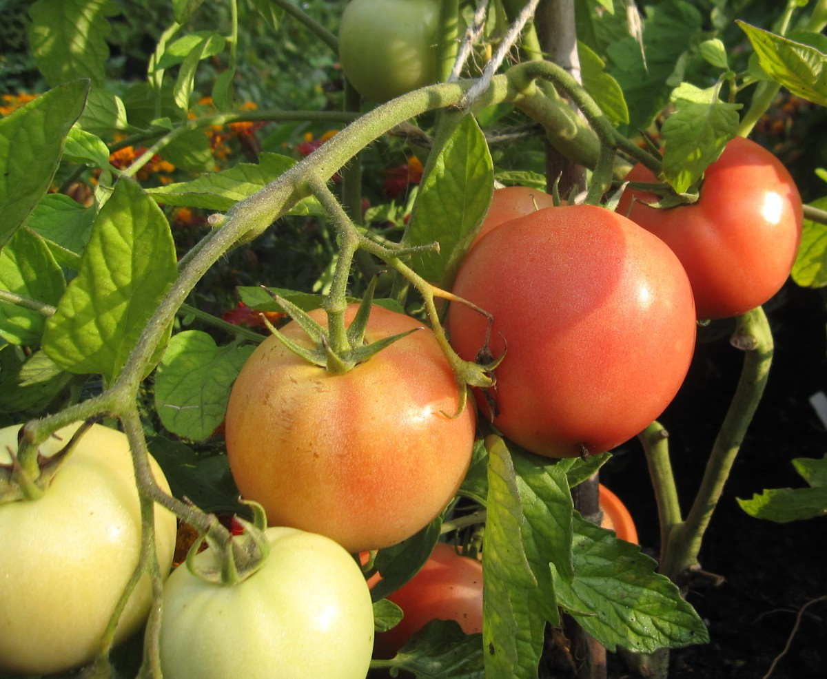 Tomato A Fruit Or Vegetable
 Is a tomato a fruit a ve able Yes And yes – The