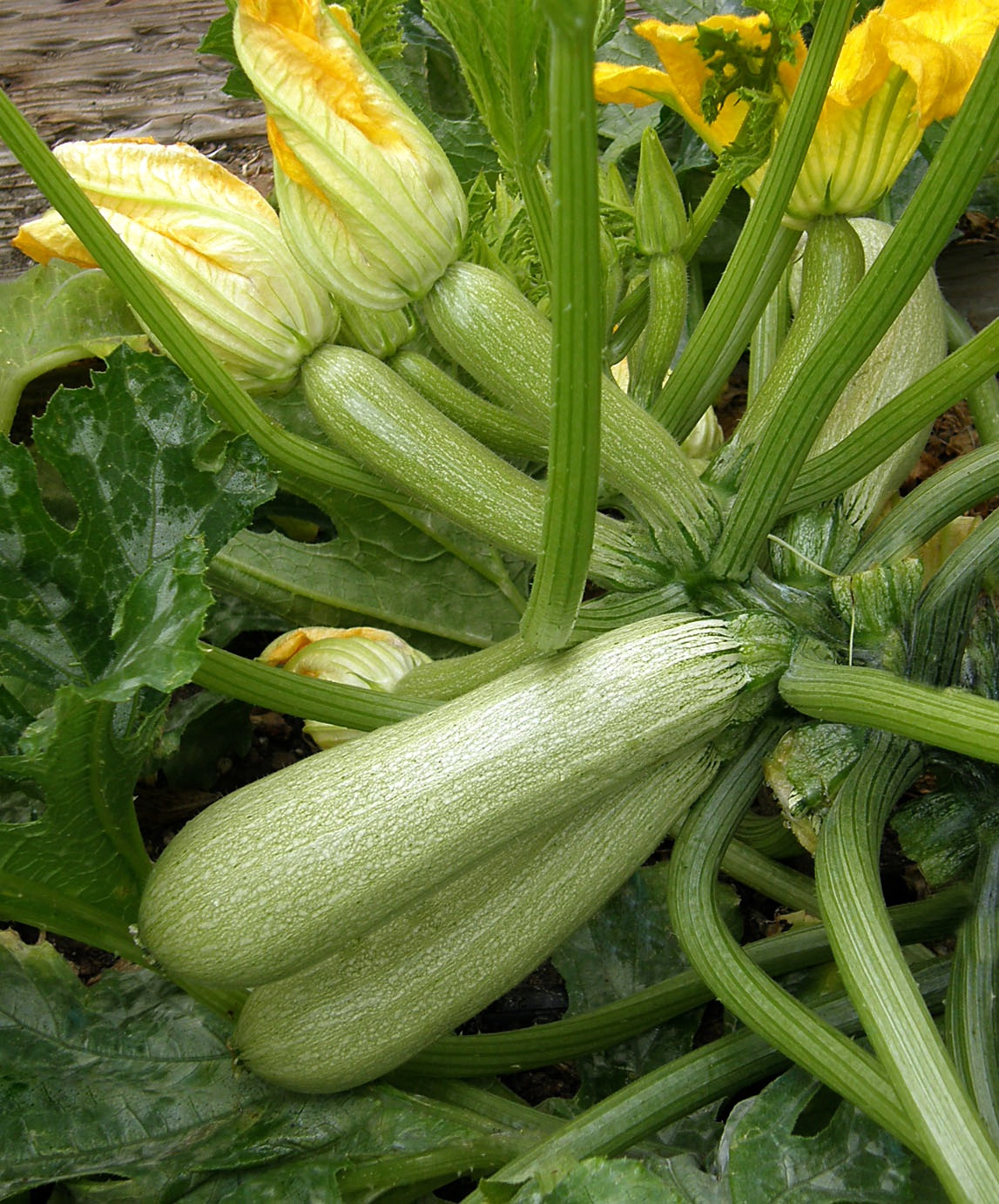 Types Of Summer Squash
 Use Squash For Your Summer Sides