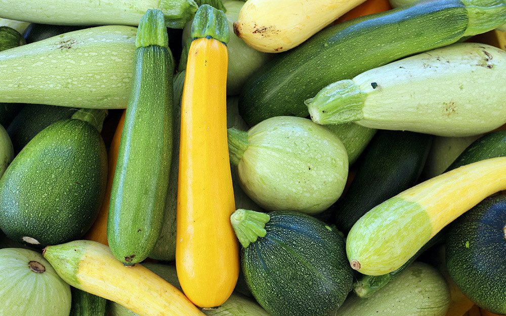 Types Of Summer Squash
 Types of Squash The Home Depot