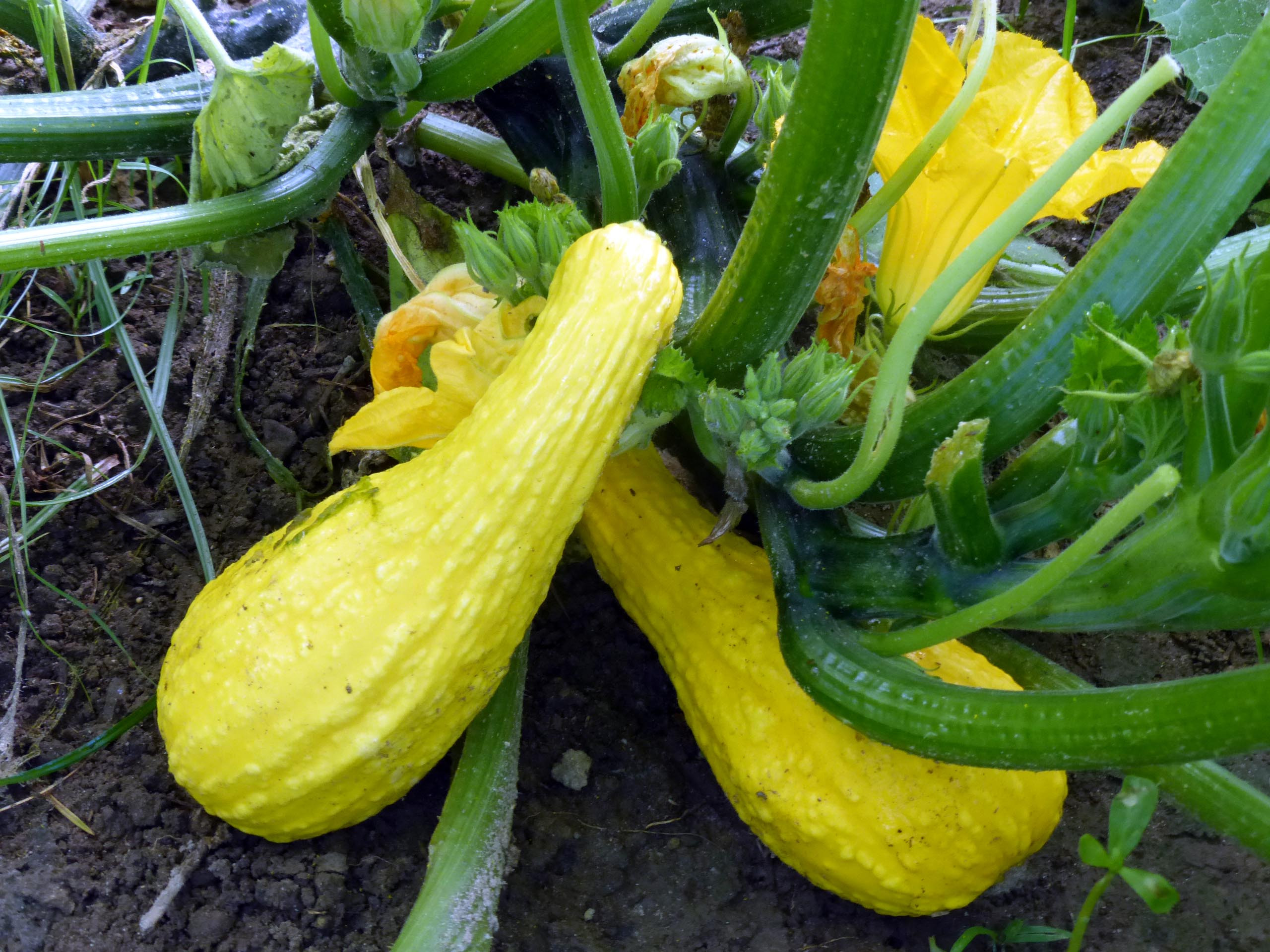 Types Of Summer Squash
 Yellow Crookneck Summer Squash 4 g Southern Exposure