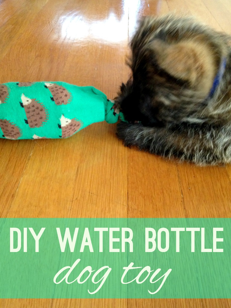 Water Bottle Dog Toy DIY
 DIY Water Bottle Dog Toy Living La Vida Holoka