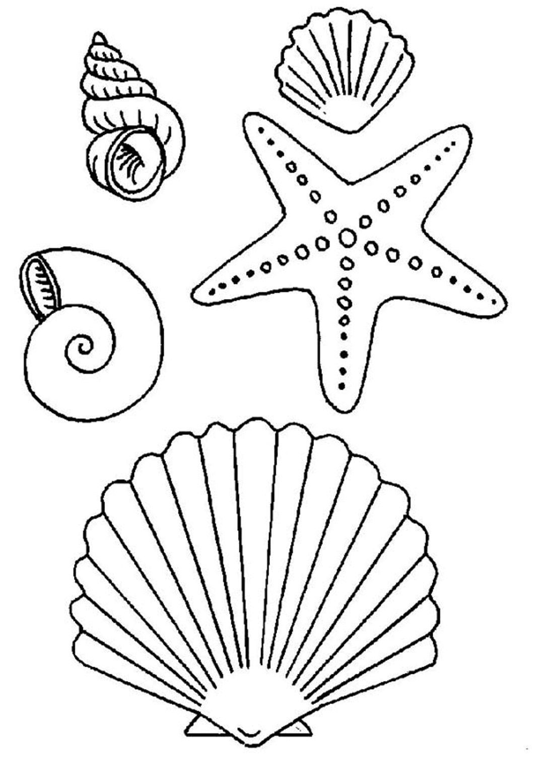 When Do Kids Start Coloring
 seashell and starfish