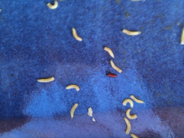 White Worms In Kitchen Floor
 Maggots What s That Bug
