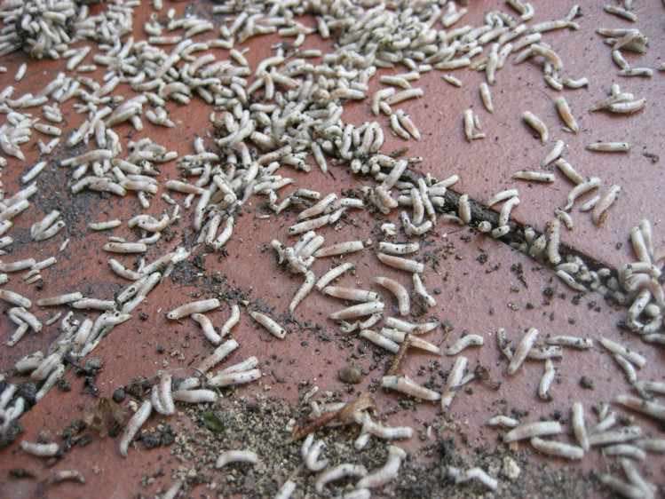 White Worms In Kitchen Floor
 maggots on the ceiling