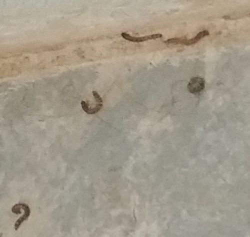 White Worms In Kitchen Floor
 Worm infestation