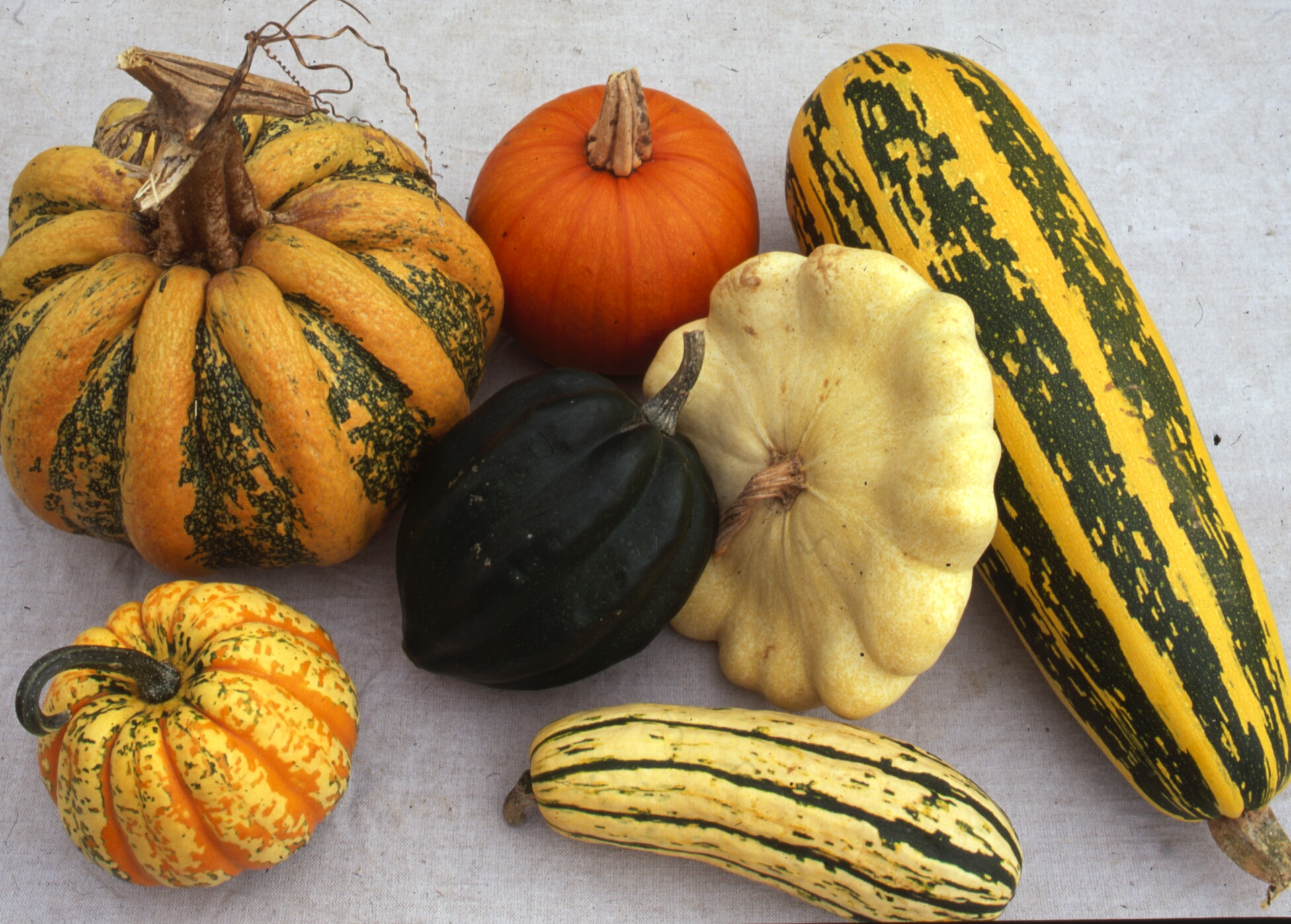 Winter Squash Types Fresh Winter Squashes Sea Spring Seeds Of Winter Squash Types 