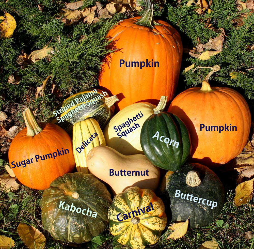 Winter Squash Types
 The Many Virtues of Winter Squash