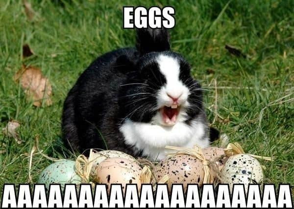 Funny Easter Bunny Quotes
 50 Funny Easter Bunny Quotes and