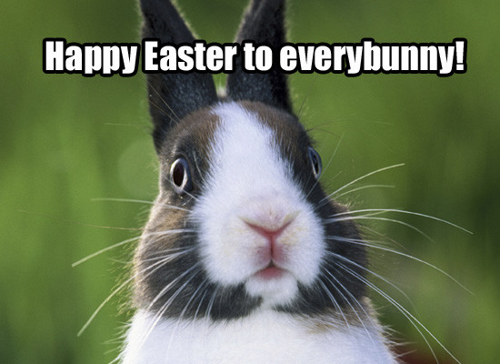 Funny Easter Bunny Quotes
 Easter Bunny Quotes QuotesGram