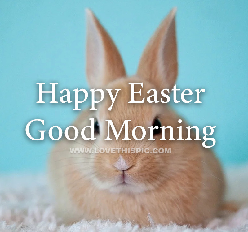 Funny Easter Bunny Quotes
 Cute Bunny Happy Easter Good Morning Quote