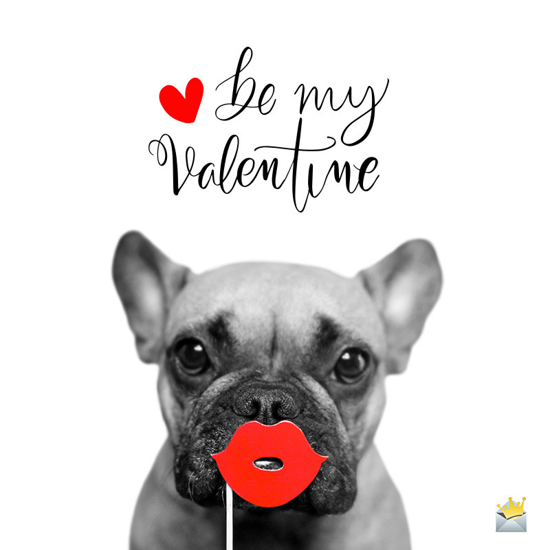Funny Valentines Day Quotes
 Funny Valentine s Day Quotes